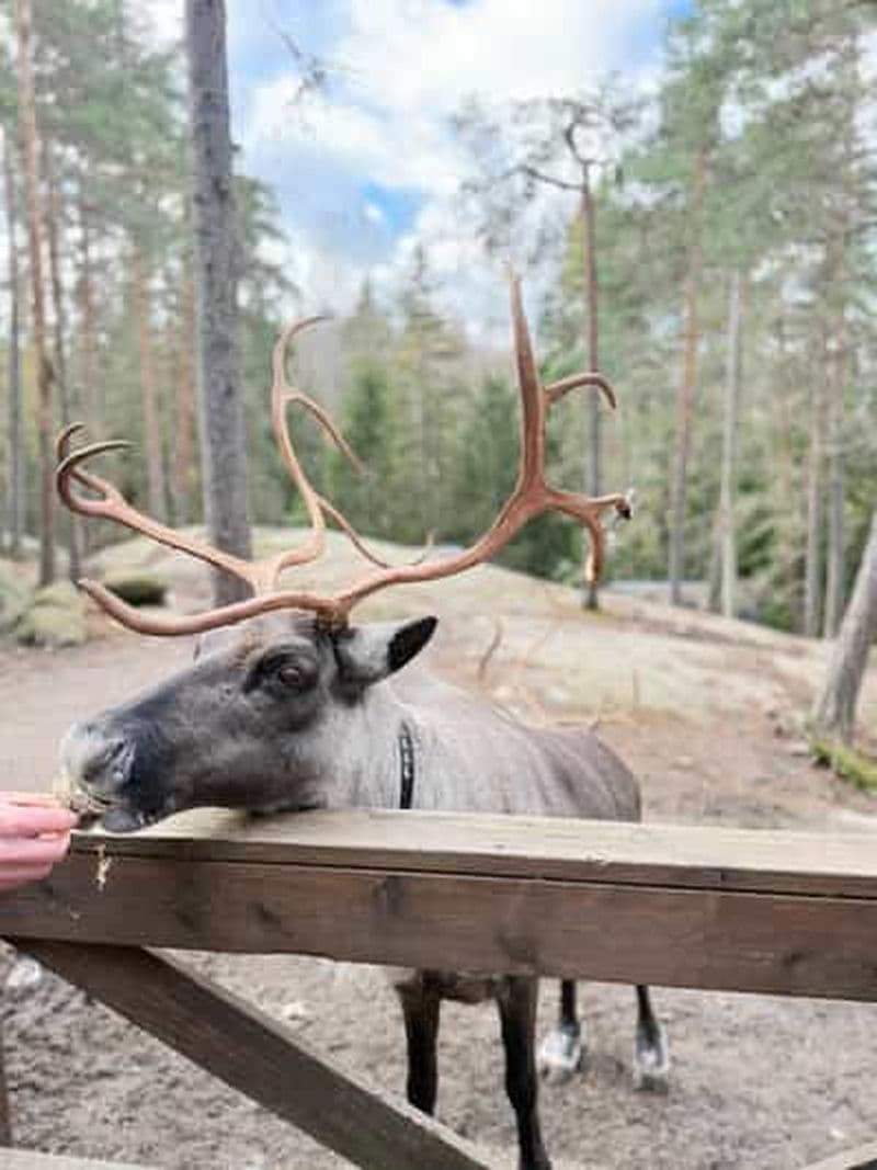 Billet Visite VIP de la ferme de rennes de Nuuksio – Expérience nature privée