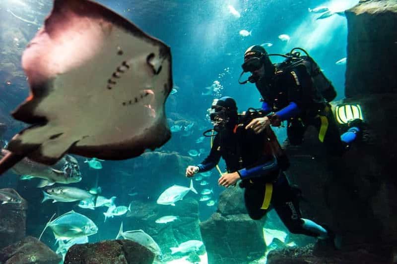 Billet Porto Moniz : Plongée avec les requins et les raies dans l'aquarium de Madère