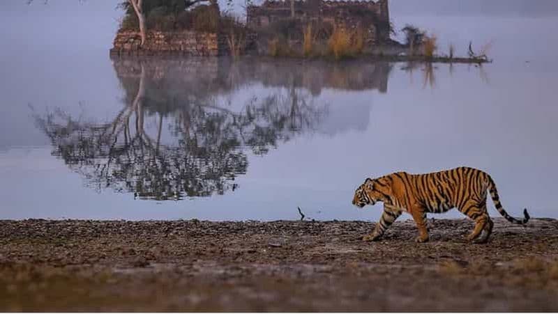 Billet Au départ de Delhi : 2 jours de safari en voiture pour les tigres de Jim Corbett