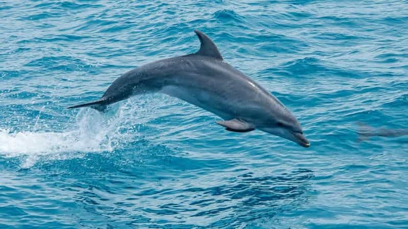 Billet Safari et tour en bateau - Montagnes et dauphins