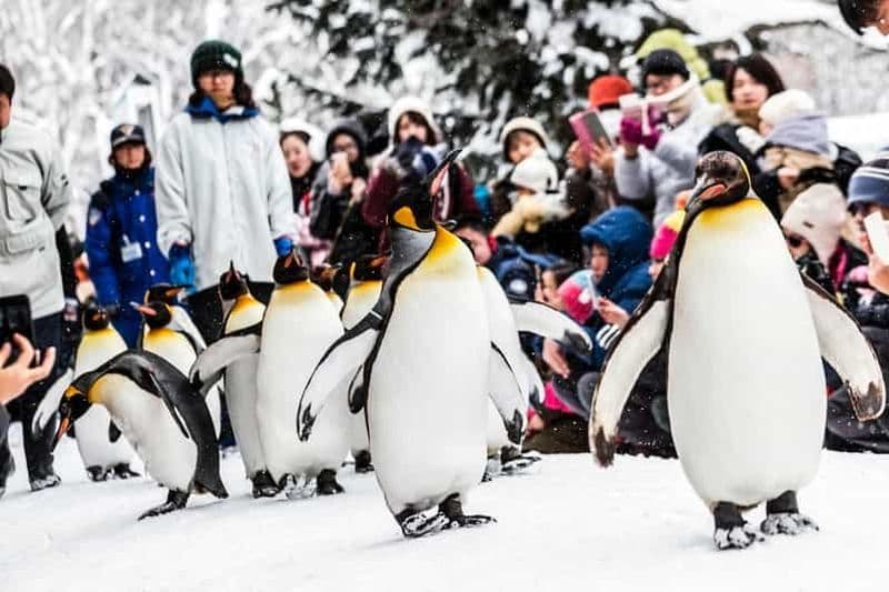 Billet Hokkaido : Visite du zoo d'Asahikawa, de Biei et de la terrasse de Ningle