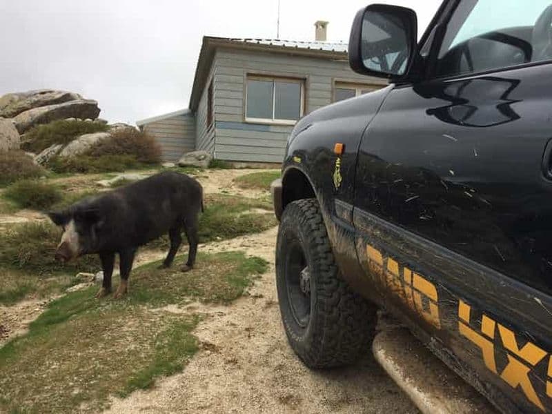 Billet Porto Vecchio : Circuit en 4x4 du plateau de Cuscionu et de l'Alta Rocca