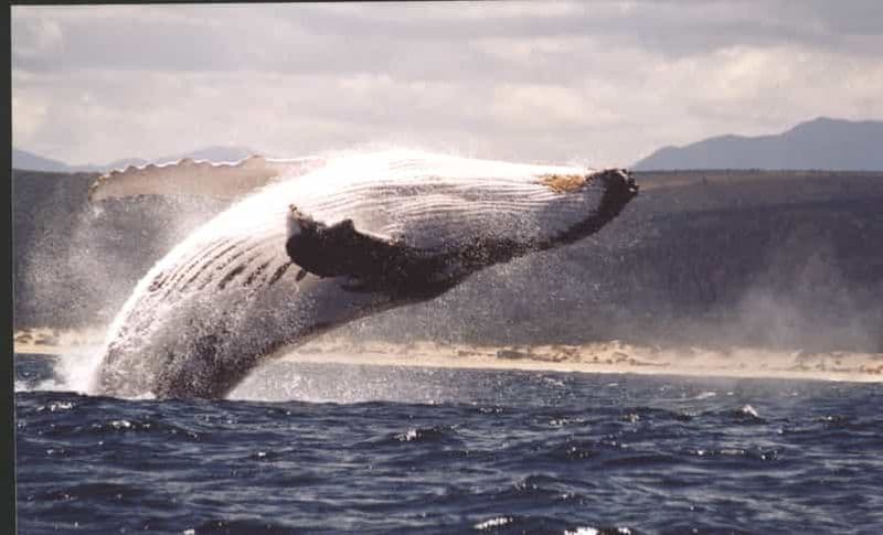 Billet Plettenberg Bay : Croisière d'observation des baleines