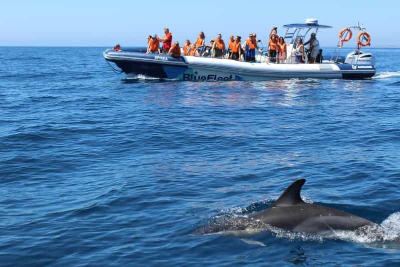 Billet Depuis Lagos : Croisière d'observation de dauphins avec des biologistes marins