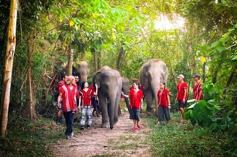 Billet Phuket : Expérience avec les éléphants avec déjeuner ou dîner et prise en charge
