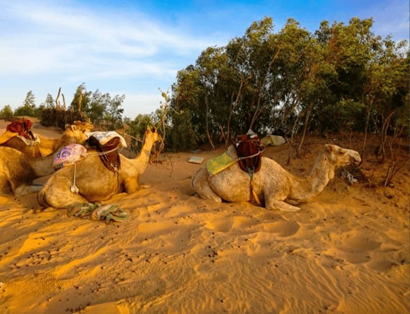 Billet Excursion de 2 jours : Lac Rose -> Nuit dans le désert de Lompoul -> St Louis