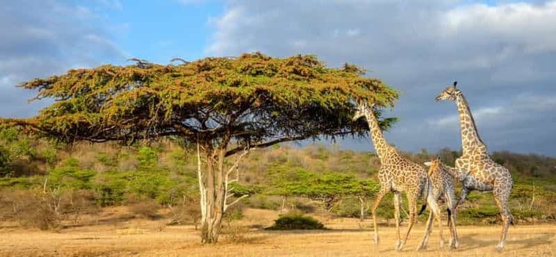 Billet Au départ d'Arusha : Safari de 3 jours dans les parcs nationaux de Mikumi et de Ruaha
