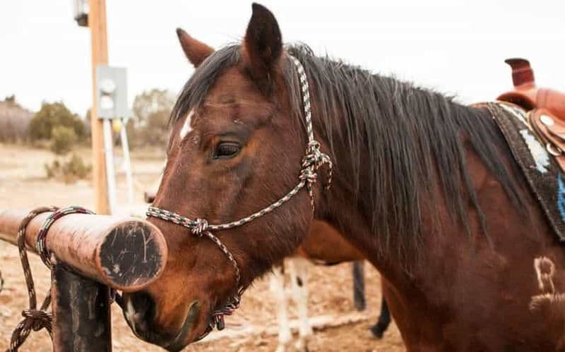 Billet Une majestueuse randonnée à cheval dans la nature