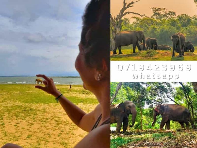 Billet Depuis Ella : safari dans le parc national d'Uda Walawe avec retour