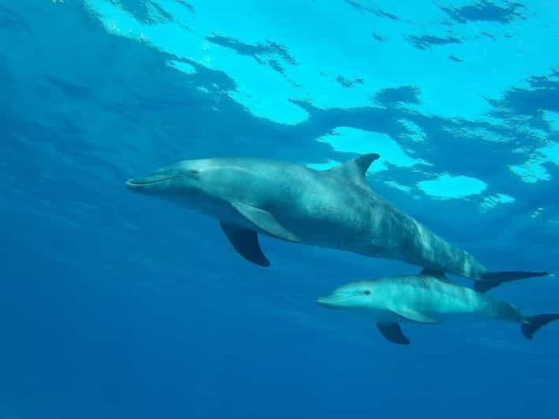 Billet Hurghada : Observation des dauphins et plongée en apnée avec transfert privé