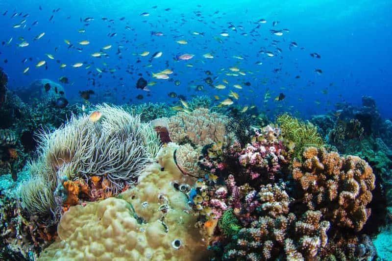 Billet Dumaguete : Randonnée et plongée en apnée sur l'île d'Apo