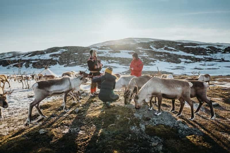 Billet Tromsø : visite des fjords arctiques, nourrissage des rennes et déjeuner