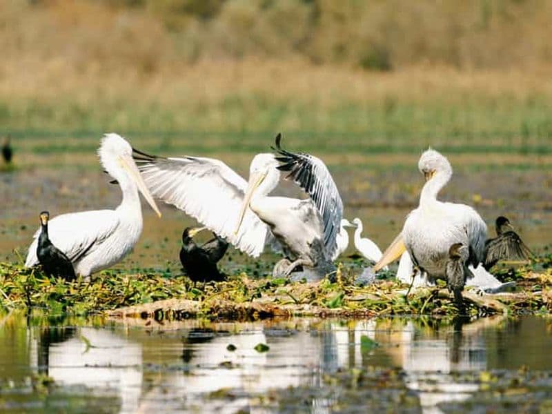 Billet Parc national du lac de Skadar : observation des oiseaux et photographie