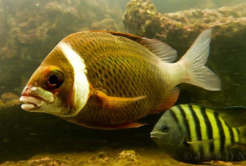 Billet Plongée SSI à Grande Island