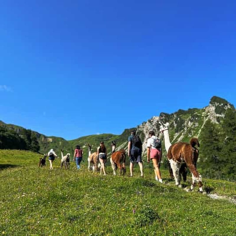 Billet Triesenberg : Promenade en montagne avec des lamas