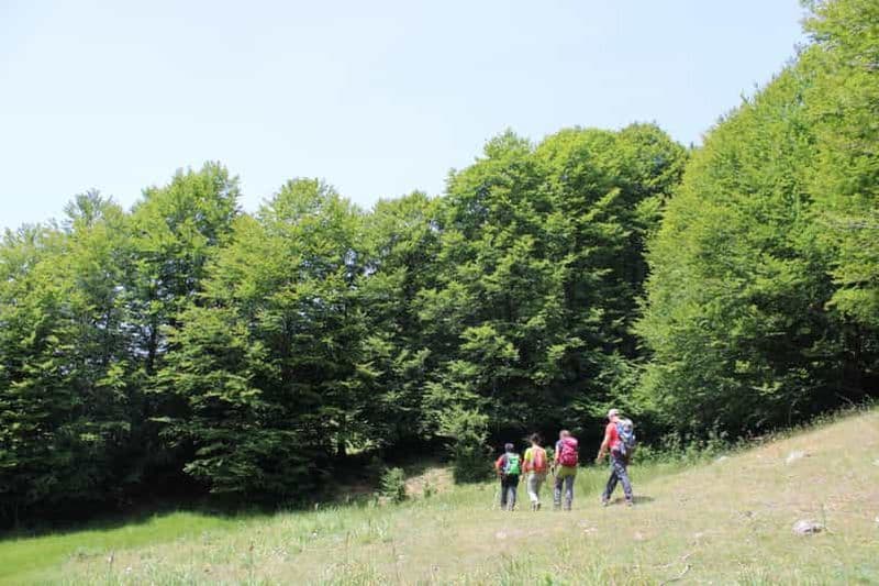Billet Sila : excursion guidée de trekking avec pique-nique dans la nature