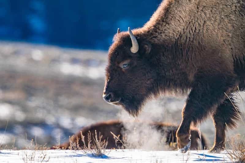 Billet Yellowstone sauvage 3 jours | Circuit de photographie animalière