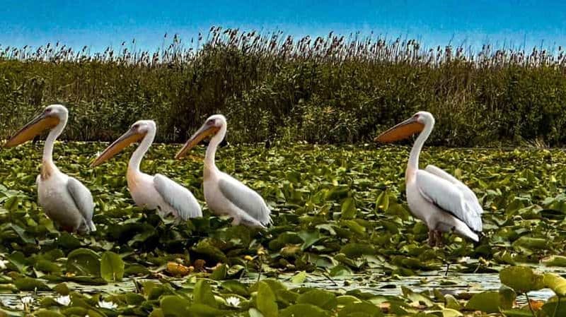 Billet Tulcea : Sortie en bateau dans le delta du Danube