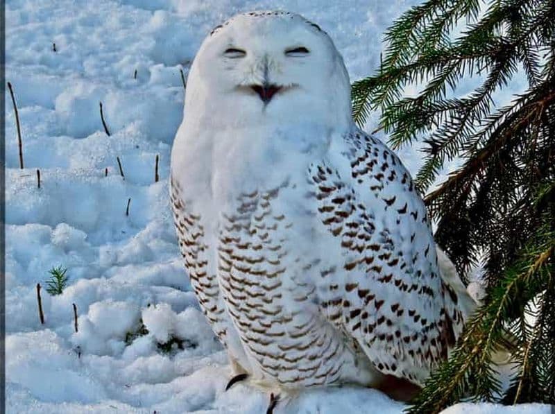 Billet Rovaniemi : billet pour le parc animalier de Ranua avec transport