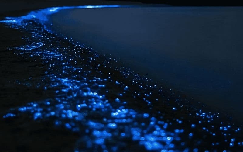 Billet Auckland : Visite nocturne en kayak de la bioluminescence avec encadrement