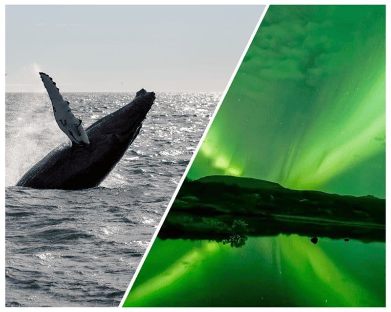 Billet Reykjavik : croisière combinée avec observation des baleines et aurores boréales