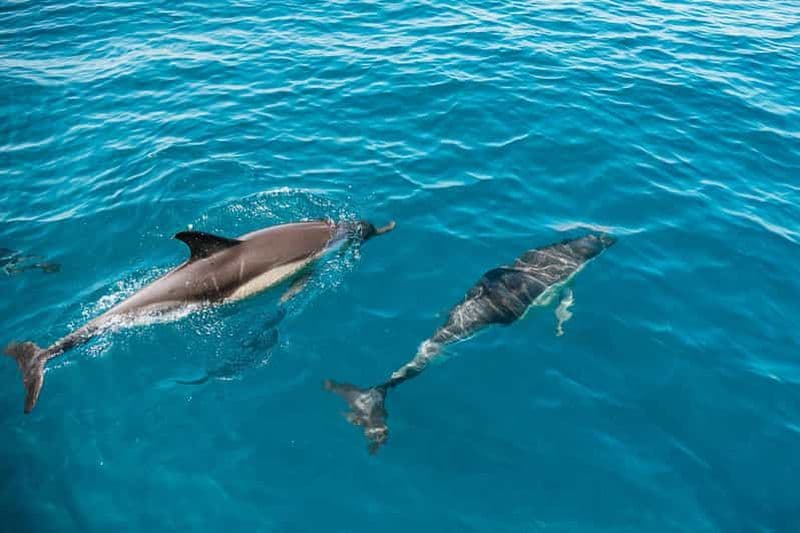 Billet Lagos : Observation des dauphins avec un biologiste marin professionnel