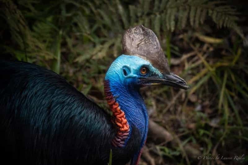 Billet Port Douglas : Visite de la forêt tropicale de Daintree et des gorges de Mossman