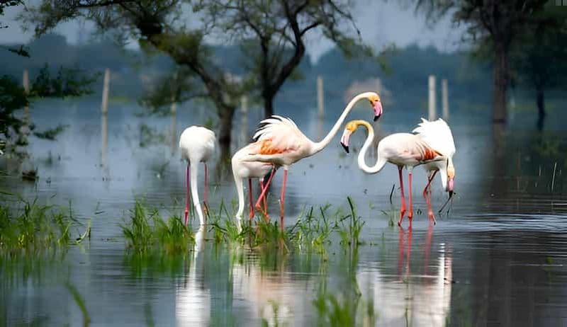 Billet Au départ de Delhi : 5 jours Triangle d'Or & Safari & Sanctuaire d'oiseaux