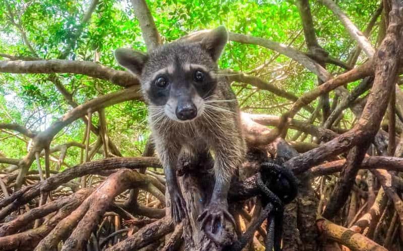 Billet Excursion d'une journée à Barú : Mangroves, plongée en apnée, coucher de soleil et plancton