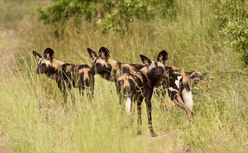 Billet Dar es Salaam : safari à Mikumi et Ruaha avec safaris