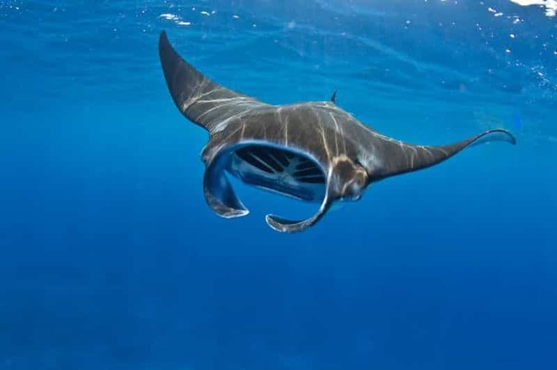 Billet Au départ de Lembongan : Manta Point Snorkeling & West Penida Tour