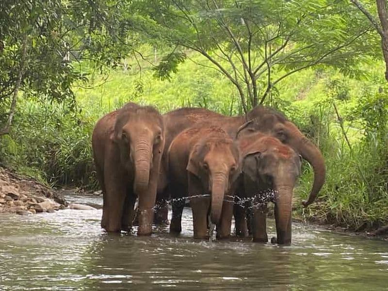 Billet Chiang Mai : Sanctuaire du projet Elephant Dream - demi-journée