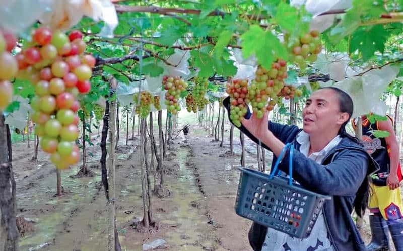 Billet Excursion de Madurai aux collines de Megamalai : vignoble et plantations de thé