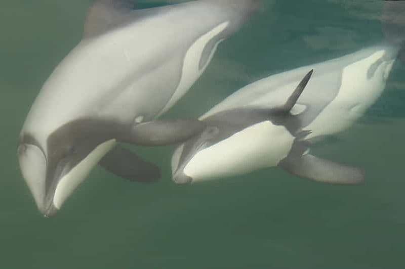 Billet Sanctuaire de l'île Motuara : excursion d'observation de la faune et des dauphins