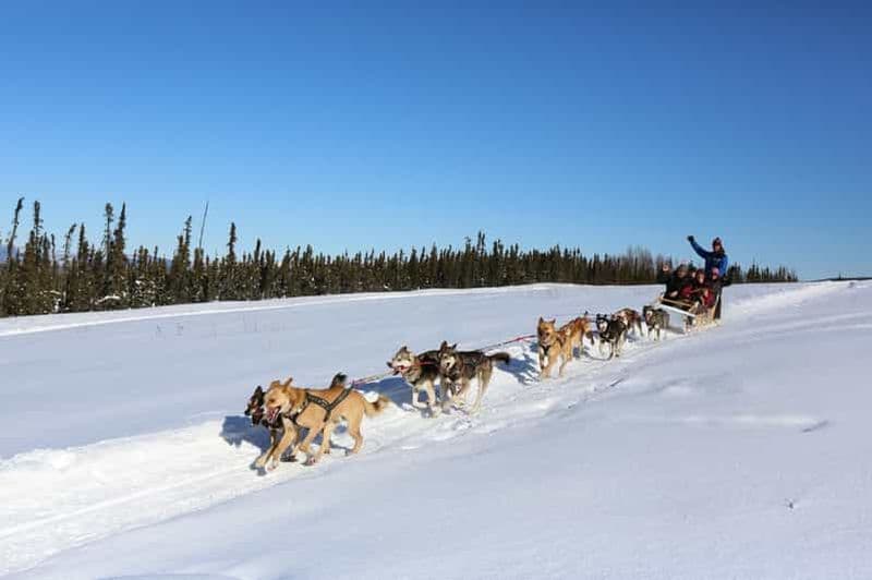 Billet Fairbanks : 1 heure d'aventure en traîneau à chiens en hiver en Alaska