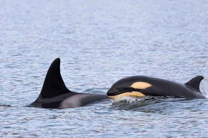 Billet Au départ de Tromsø : Safari d'observation des baleines en semi-rigide à Skjervøy