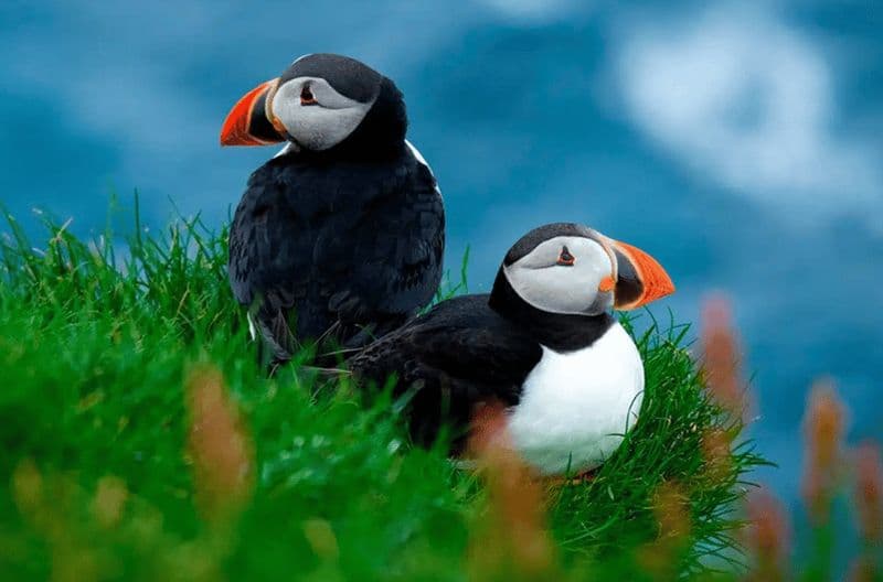 Billet Sørvágur : Tour en bateau pour les macareux des îles Féroé