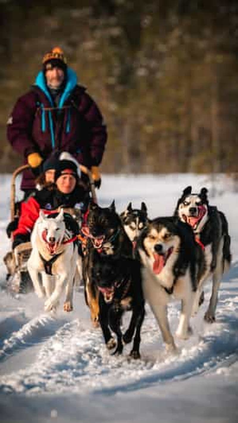 Billet Rovaniemi : 4-7 km en traîneau à huskies à travers la forêt