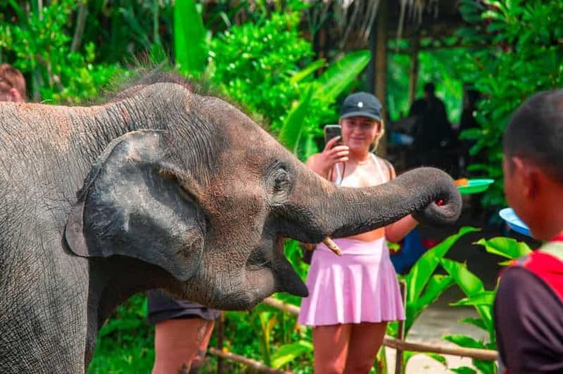 Billet Koh Samui : Sanctuaire d'Éléphants et Aventure dans la Jungle avec Déjeuner