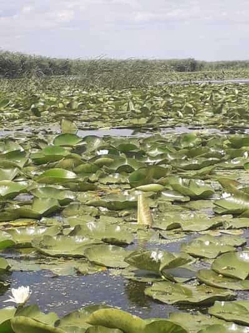 Billet MURIGHIOL : sortie en bateau dans le delta du Danube avec guide
