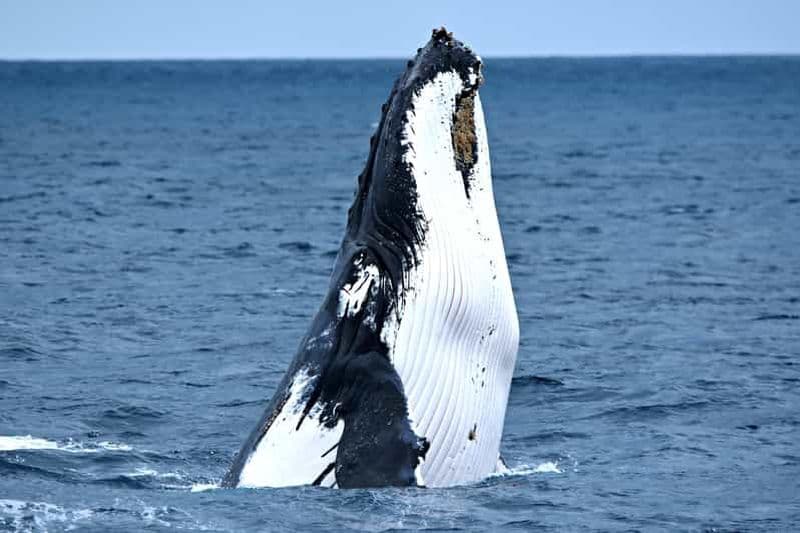 Billet Au départ de Fremantle : Croisière d'observation des baleines de luxe d'une durée de 2 heures
