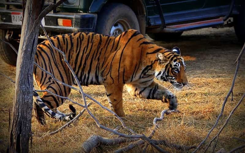 Billet 7 jours en Inde Taj Mahal avec safari tigre à Ranthambore