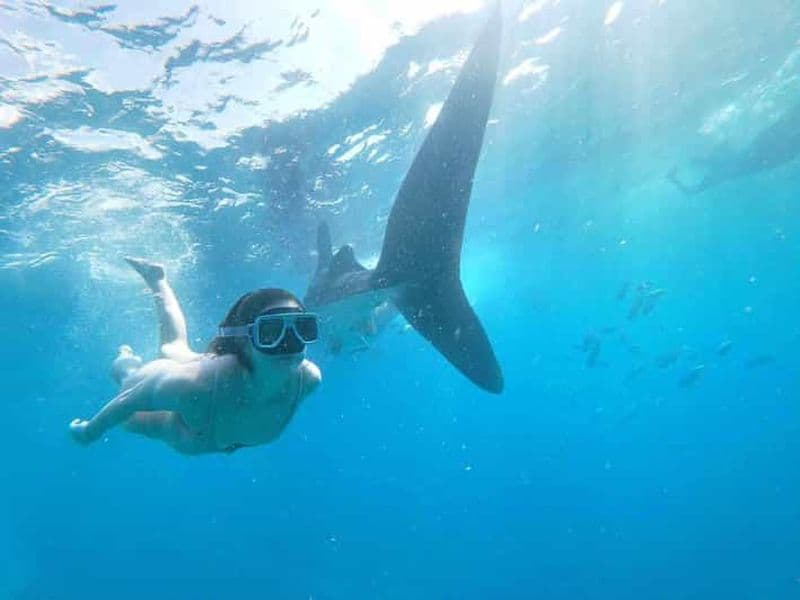 Billet Oslob : Requins-baleines, chutes de Tumalog et aventure Sumilon Trio