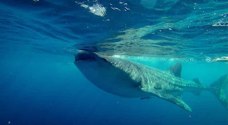 Billet Cancun: expérience de plongée en apnée avec les requins baleines