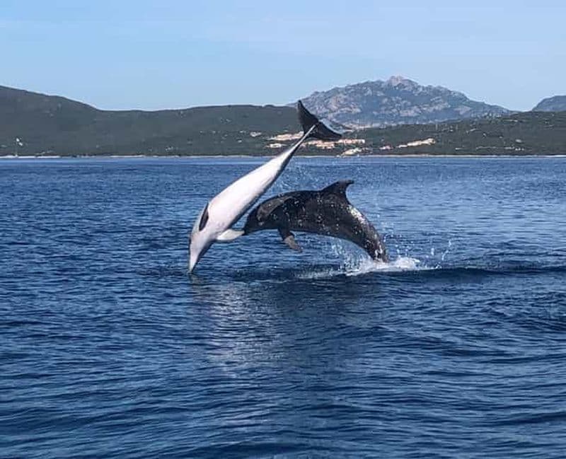 Billet Golfo Aranci : tour en bateau pour l'observation des dauphins et la plongée en apnée