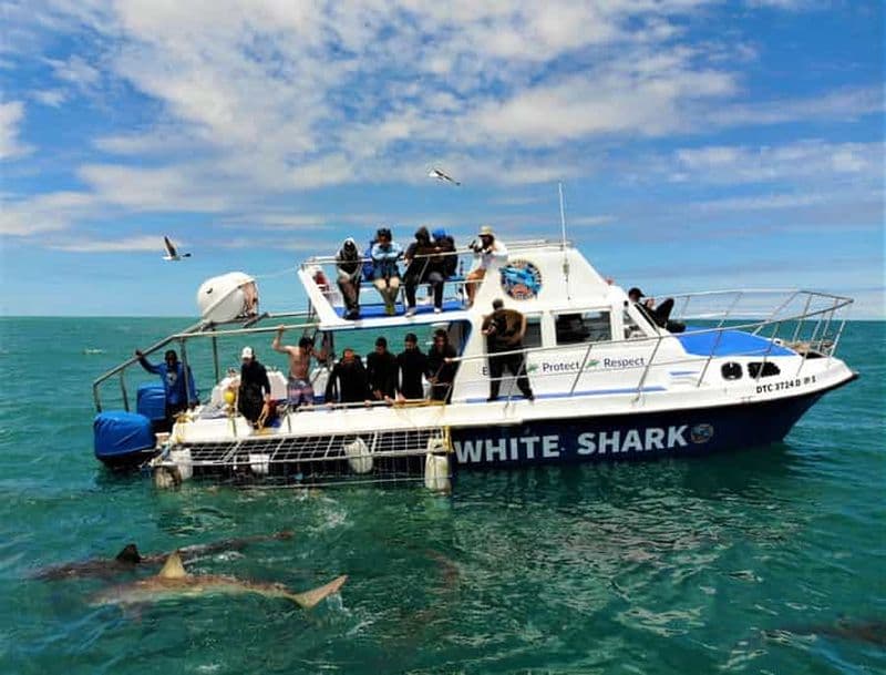 Billet Shark Cage Diving with transport from Cape Town