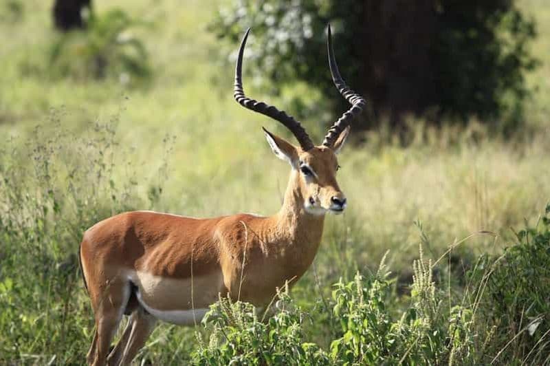 Billet Safari spectaculaire de 3 jours à Mikumi, promenade dans la brousse et culture masaï