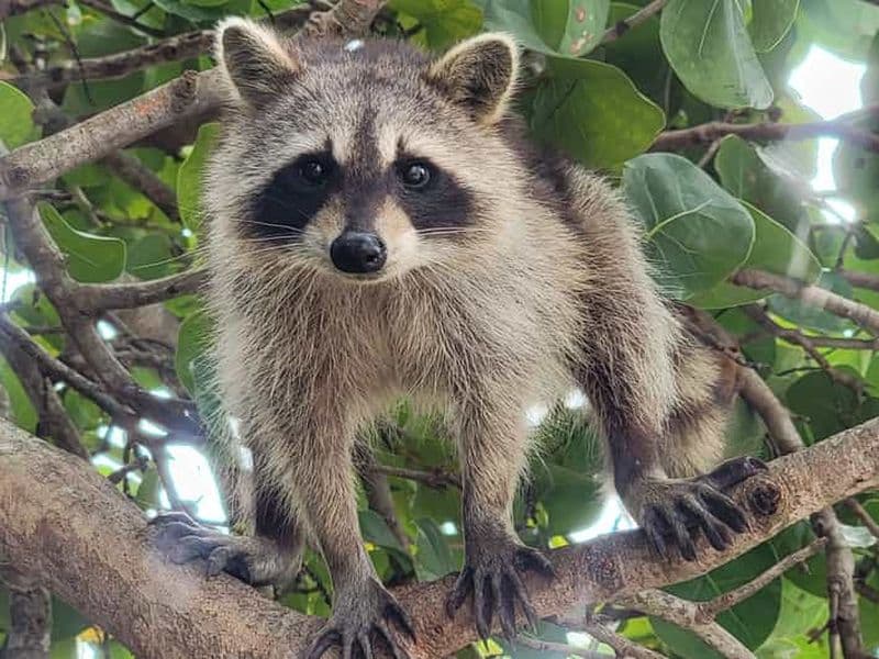 Billet L'île Raccoon : Exploration en SUP/Kayak