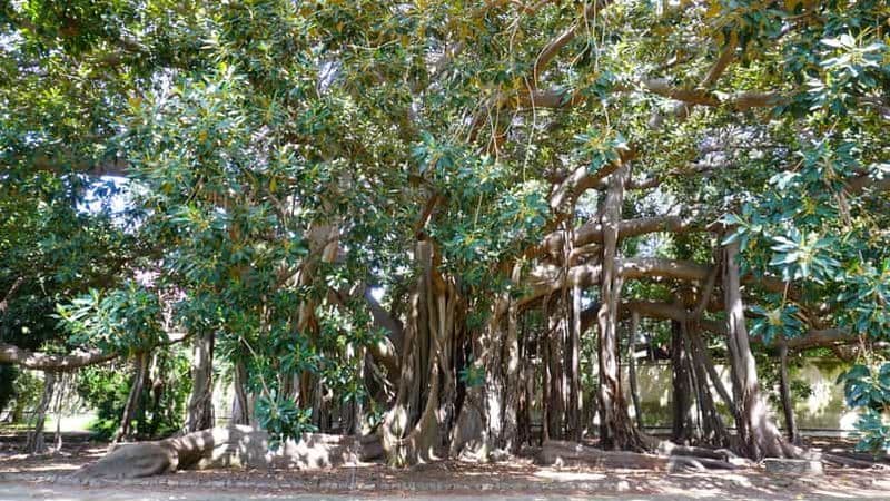 Billet Palerme : Visite guidée du jardin botanique