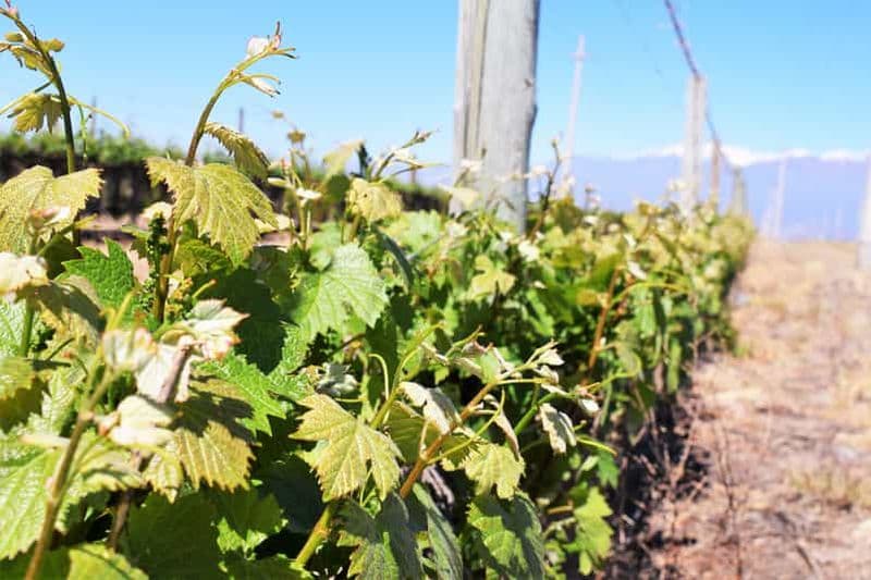 Billet Mendoza : visite d'une demi-journée avec dégustations de vins
